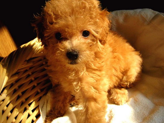 泰迪犬生產前有何征兆 泰迪犬生產前的征兆2