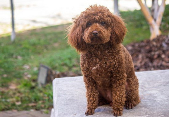 泰迪犬生產前有何征兆 泰迪犬生產前的征兆1