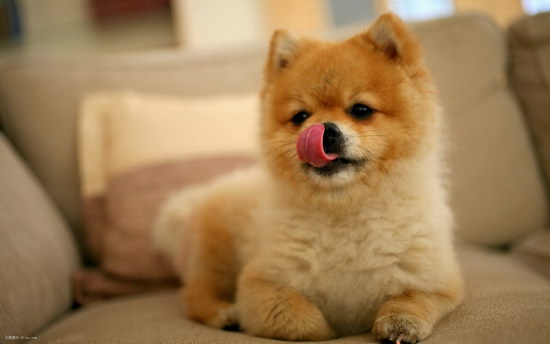 秋田犬怎么養(yǎng) 秋田犬飼養(yǎng)方法