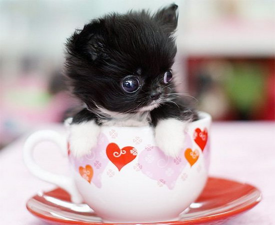 茶杯犬怎么養(yǎng) 茶杯犬飼養(yǎng)方法及注意事項1