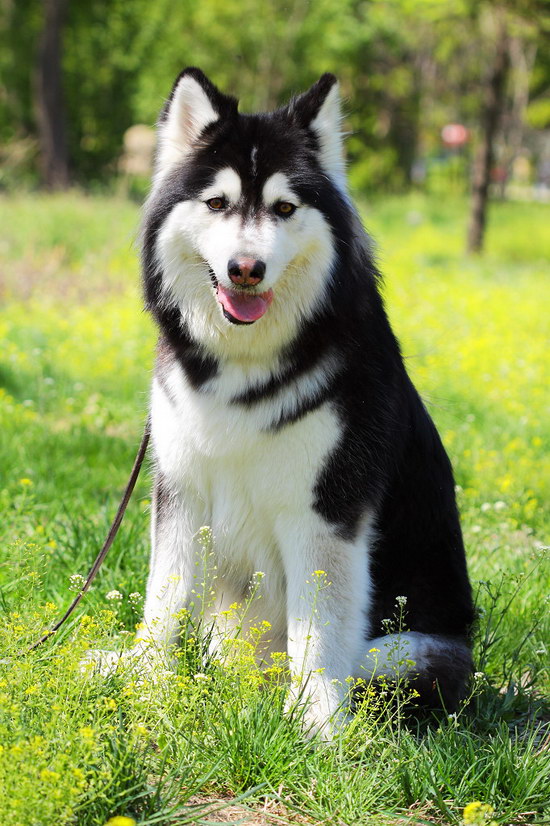 阿拉斯加犬怎么養(yǎng) 阿拉斯加雪橇犬養(yǎng)殖方法0
