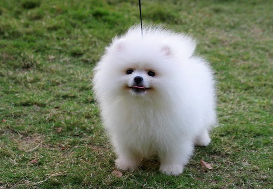 博美犬怎么養 博美犬飼養方法和注意事項3