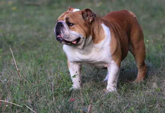 斗牛犬怎么養 斗牛犬飼養方法4