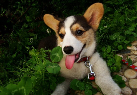 柯基犬怎么養(yǎng) 柯基犬飼養(yǎng)方法3