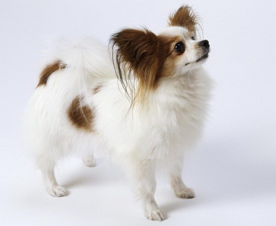 蝴蝶犬幼犬怎么養 蝴蝶犬飼養注意事項2
