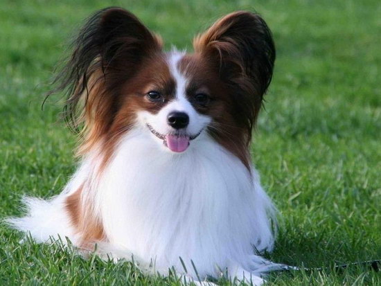 蝴蝶犬幼犬怎么養 蝴蝶犬飼養注意事項3