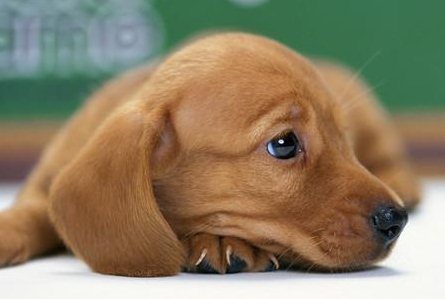 狗狗牙齒黃怎么辦 狗狗牙齒清潔護理方法2
