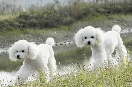 貴賓犬挑食怎么辦 貴賓犬挑食解決方法