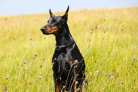 杜賓犬剪耳后要怎么護(hù)理 杜賓犬剪耳手術(shù)后注意事項(xiàng)1