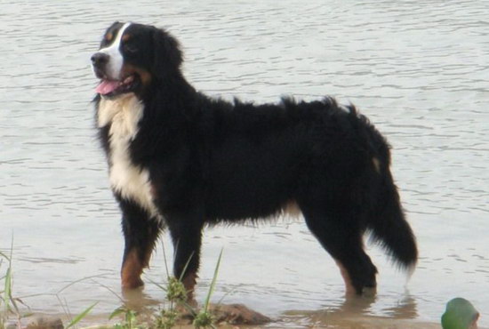 伯恩山犬怎么養(yǎng)健康 伯恩山犬飼養(yǎng)方法2