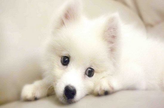 銀狐犬怎么養 銀狐犬喂養知識1