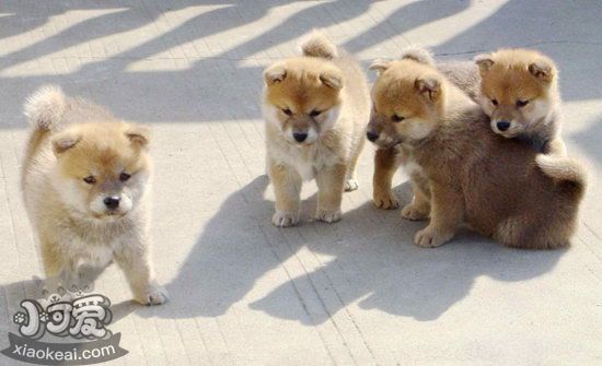 小柴犬皮膚怎么保養 柴犬幼犬皮膚護理方法 1