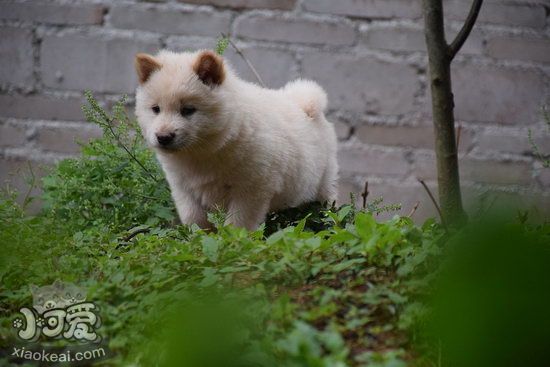中華田園犬怎么喂養(yǎng) 中華田園犬喂養(yǎng)注意事項(xiàng)2