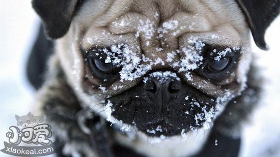 巴哥犬怎么護(hù)理 八哥犬日常護(hù)理心得1