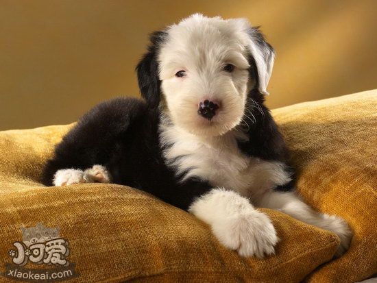 英國(guó)古代牧羊犬怎么美容 古牧美容方法介紹1