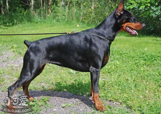 杜賓犬怎么美容 德國杜賓犬美容方法1