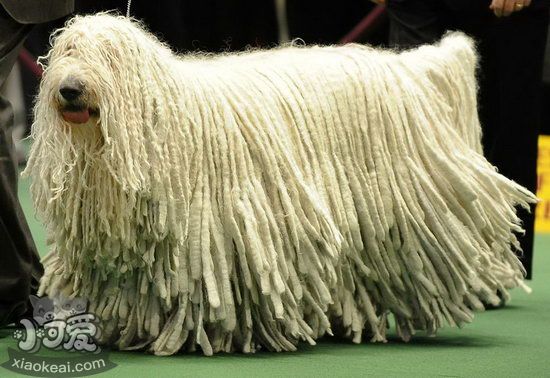 可蒙犬怎么洗澡 可蒙犬洗澡流程注意事項2