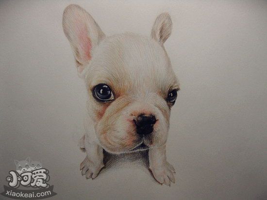 老年法斗怎么照顧 老年法國斗牛犬養(yǎng)護注意事項3
