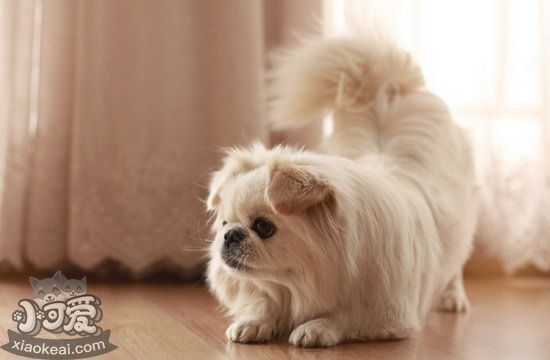 京巴犬怎么梳毛 北京犬毛發梳理方法1