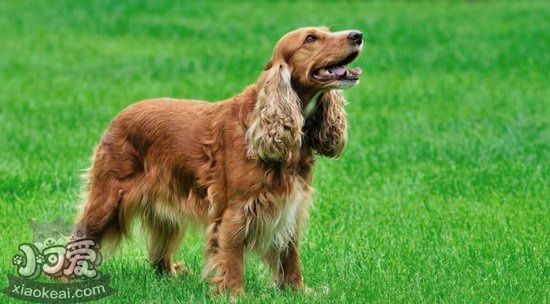 美國(guó)可卡犬吃什么狗糧好 美國(guó)可卡犬狗糧選擇推薦1