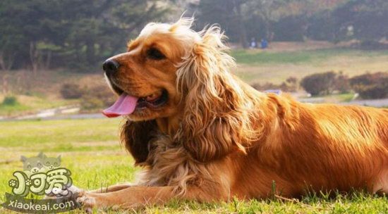 美國可卡犬怎么養(yǎng) 美國可卡犬飼養(yǎng)方法1