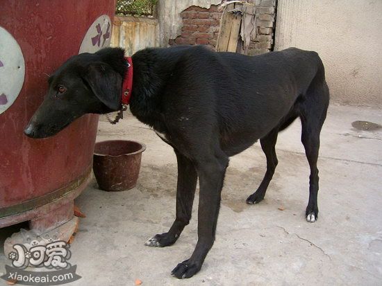 細犬幼犬怎么養(yǎng) 剛帶回家兩三個月的中國細犬照顧方法1