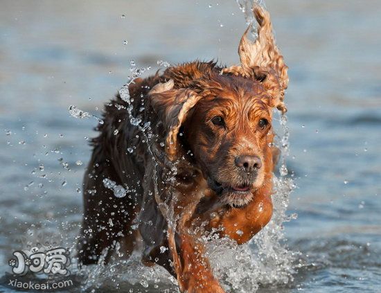 英國可卡犬怎么梳毛 英國可卡犬毛發打理方法1