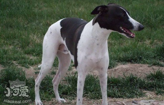 惠比特犬怎么養 惠比特犬飼養心得分享1