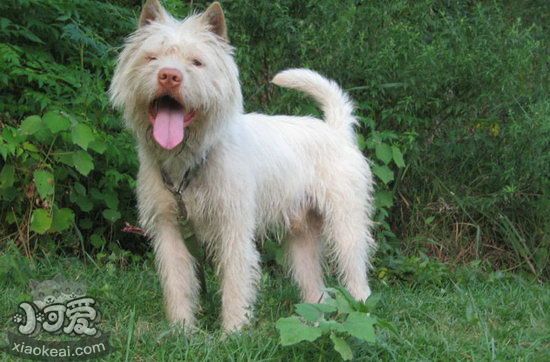 下司犬怎么養 下司犬飼養方法1