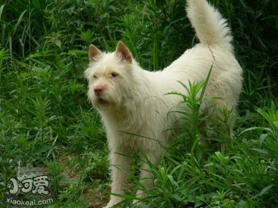 下司犬怎么洗澡 下司犬洗澡步驟流程1