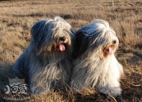 波蘭低地牧羊犬怎么洗澡 波蘭低地牧羊犬洗澡注意事項(xiàng)