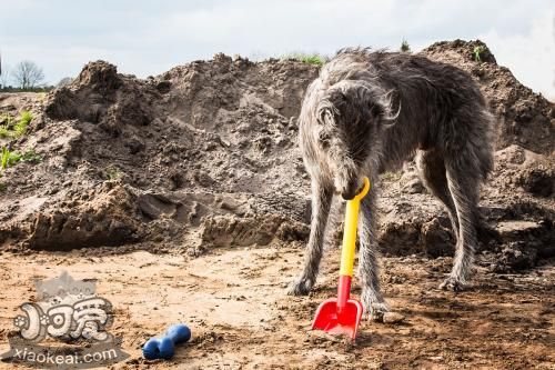 蘇格蘭獵鹿犬好養(yǎng)嗎 蘇格蘭獵鹿犬喂養(yǎng)注意事項(xiàng)