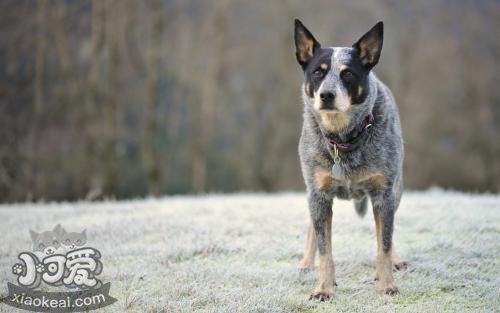 澳大利亞牧牛犬好養嗎 澳洲牧牛犬飼養方法