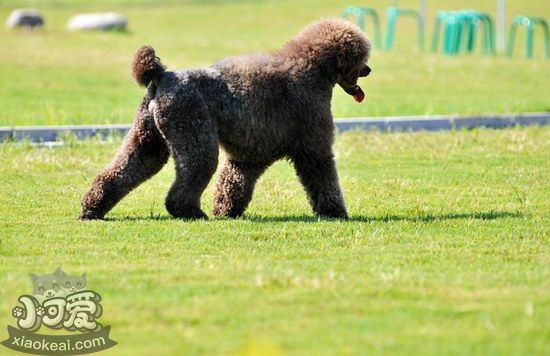巨型貴賓犬怎么養(yǎng) 巨型貴賓犬飼養(yǎng)方法1