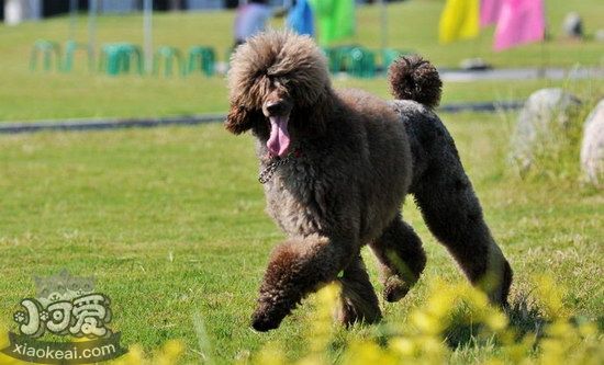 巨型貴賓犬挑食怎么辦 巨型貴賓犬挑食處理方法1