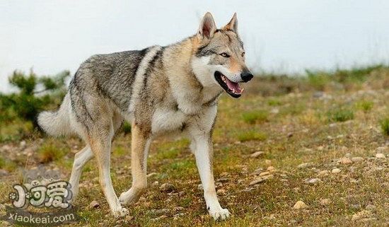 捷克狼犬怎么洗澡 捷克狼犬洗澡方法及注意事項(xiàng)1
