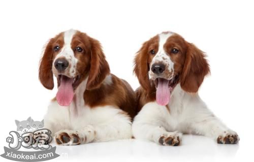 威爾士跳獵犬怎么養 威爾士跳獵犬飼養技巧