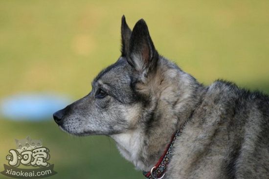 挪威獵鹿犬耳朵怎么護理 耳朵護理教程