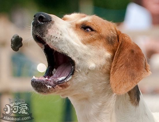 美國獵狐犬挑食怎么辦 美國獵狐犬挑食糾正辦法