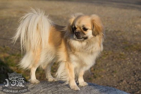 西藏獵犬怎么洗澡 西藏獵犬洗澡護(hù)理教程1