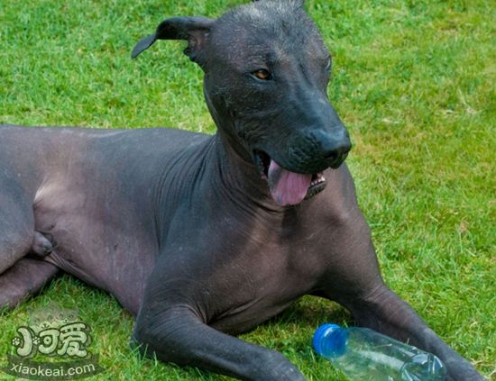 墨西哥無毛犬幼犬如何喂養 幼犬喂養方法