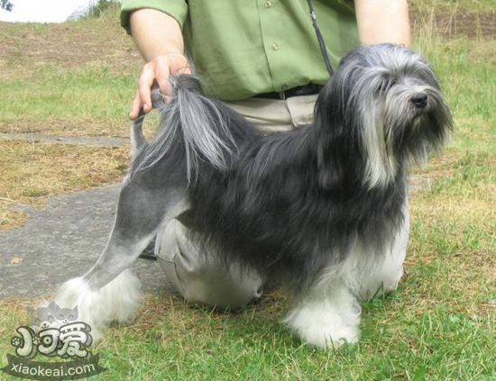 羅秦犬好養嗎 羅秦犬飼養方法