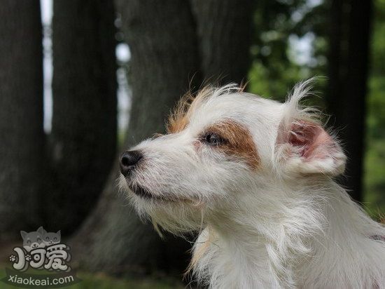 諾福克梗耳朵怎么清潔 諾福克梗耳朵護(hù)理方法1