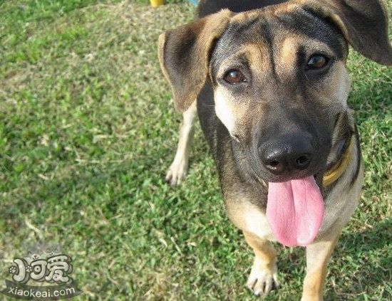 法國狼犬拉稀怎么處理 法國狼犬拉肚子解決方法1