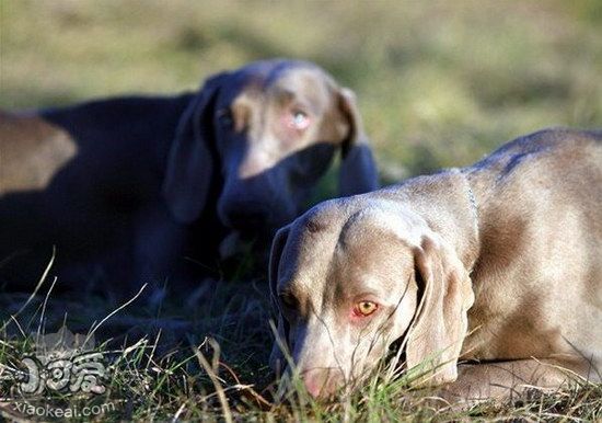 威瑪獵犬鼻子干是怎么回事 威瑪獵犬鼻子干處理方法1