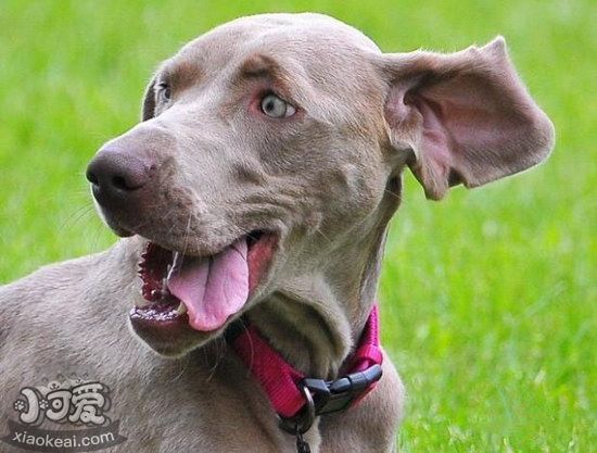 威瑪獵犬有咽炎怎么辦 威瑪獵犬咽炎預防治療方法1