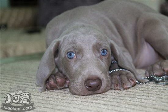 威瑪獵犬怎么驅(qū)蟲 威瑪獵犬驅(qū)蟲方法1
