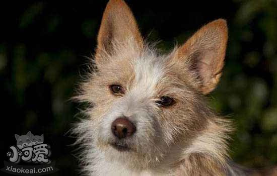 葡萄牙波登可犬有多動癥怎么辦 多動癥治療方法