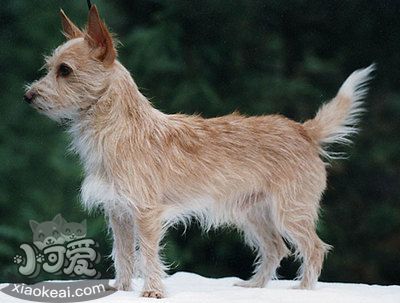 葡萄牙波登可犬發(fā)燒怎么辦 葡萄牙波登可犬發(fā)燒治療方法