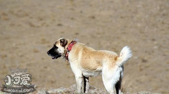 安納托利亞牧羊犬怎么護(hù)理 安納托利亞牧羊犬護(hù)理方法